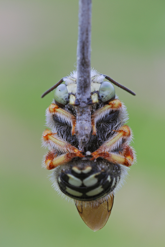 Apidae Megachilinae: cfr. Anthidium punctatum